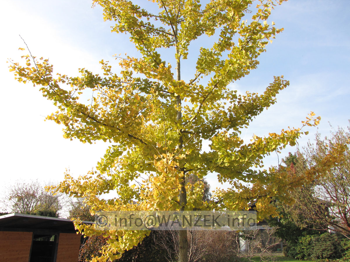 Ginkgo biloba - Herbstfaerbung 02.JPG